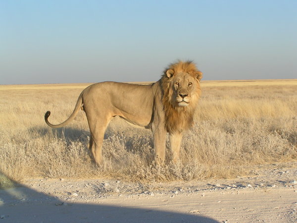 Lion. By Our Car, Etosha National Park