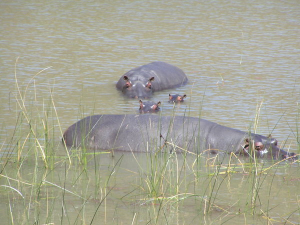 Hippo Family, Matobo - Opposite Seth's Old Camp Site