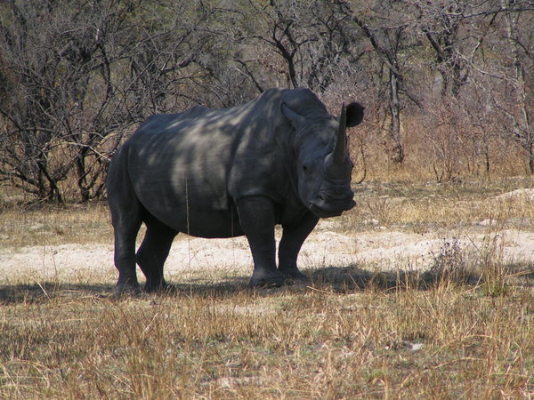 White Rhino, Matobo