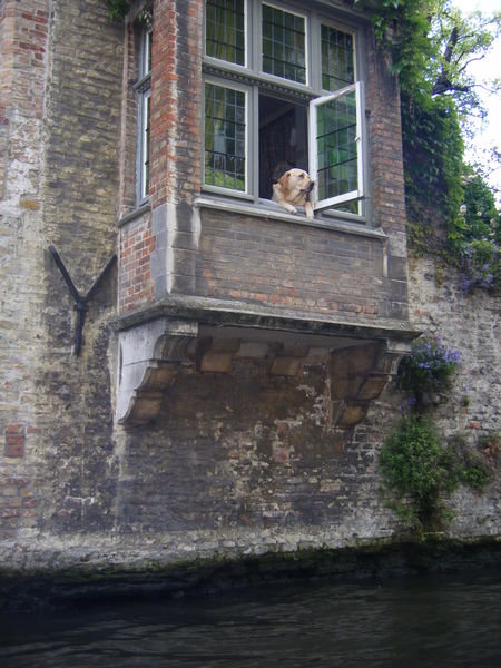 The most Photographed dog in Bruges