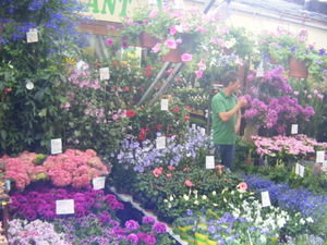 "Blooming Market"