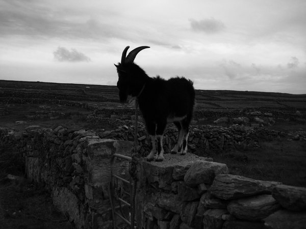 Goat  on a Wall