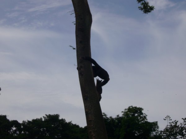 Ngamba Chimpanzee Sanctuary