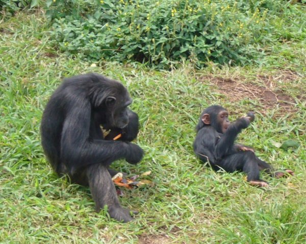 Ngamba Chimpanzee Sanctuary
