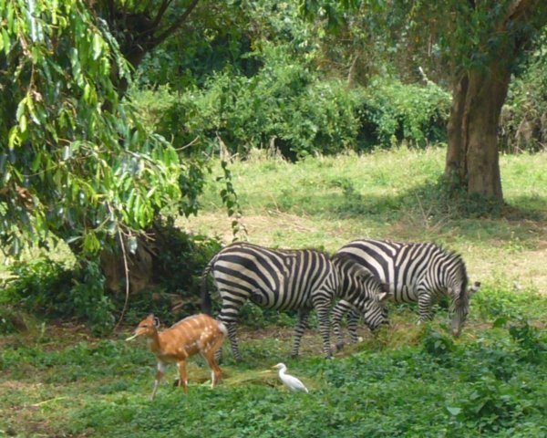 Entebbe Zoo