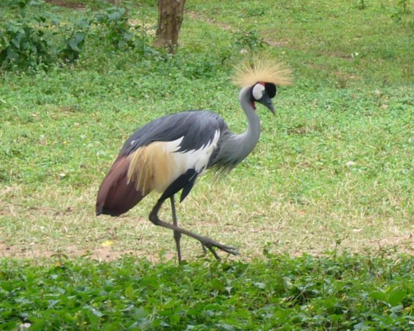 Entebbe Zoo