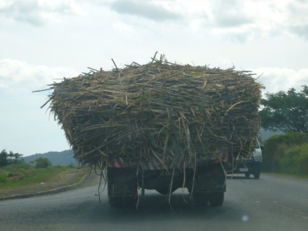 Truck loaded with sugar cane on the way to Lautoka