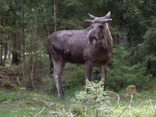 Karl the moose