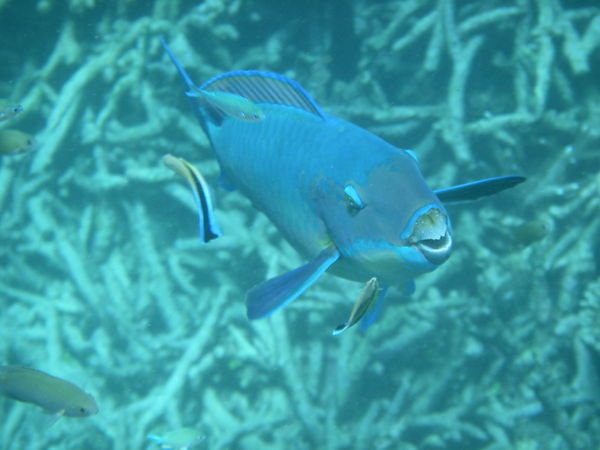 Blue Fish in GBR