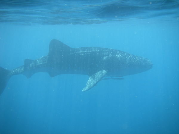 Whale shark 2