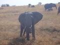 elephant in masai mara