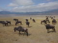 Animals at Ngorogoro Crater