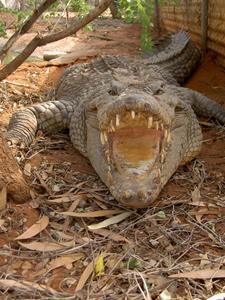 Crocodile Park, Broome