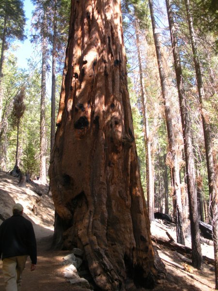 sequoia 