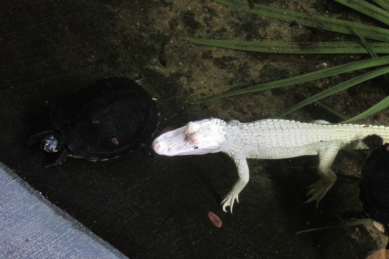 Natural albino alligator
