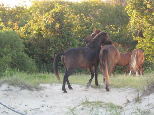 Two stallions arguing