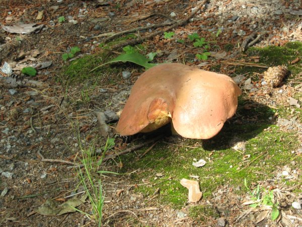 Wild mushrooms near camp site