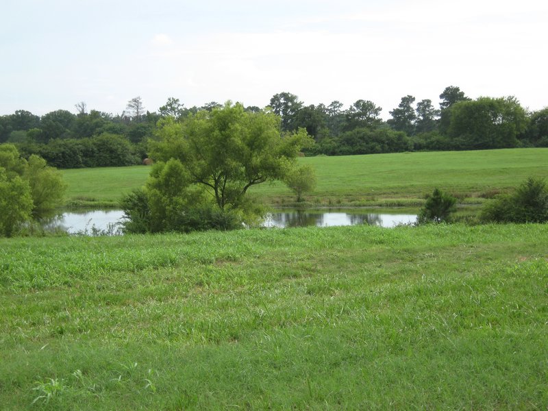 Field and Pond to our west
