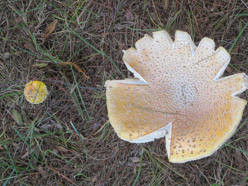 Big and little mushrooms