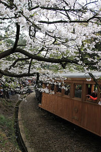 Alishan- cherry blossoms