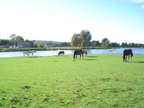 Horses in Port Meadow
