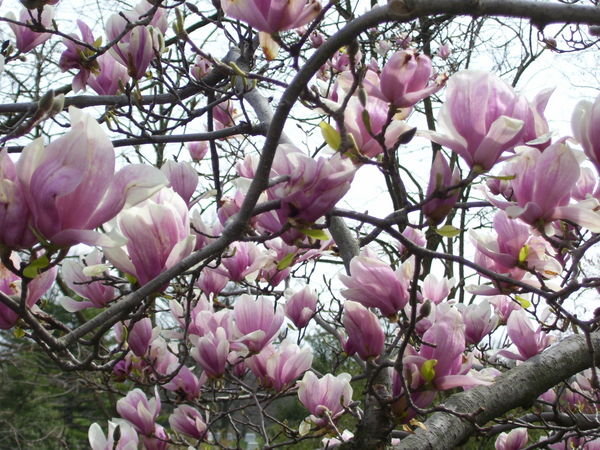 Cherry Blossoms in Washington, D.C