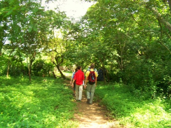 walking to the orange orchard and beehives
