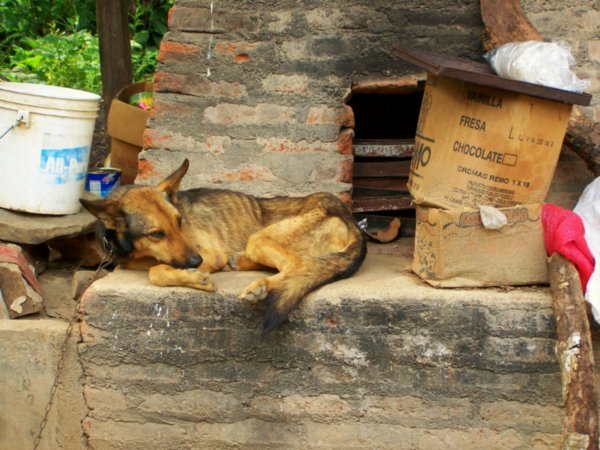 one of the guard dogs, volvi, who is chained up all day and is let loose at night
