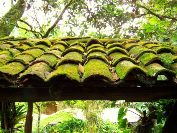tile roof with moss at tisey
