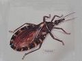 chagas beetle