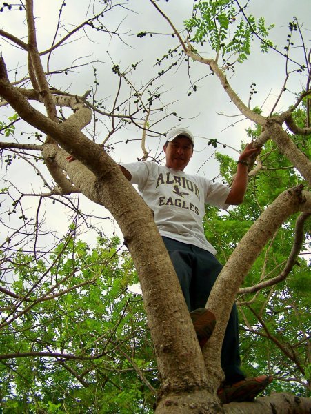 lenin in the jocote tree shaking down fruit