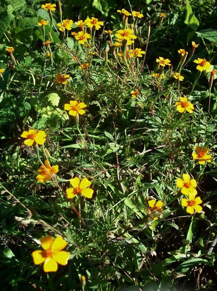 wild marigold "weeds"
