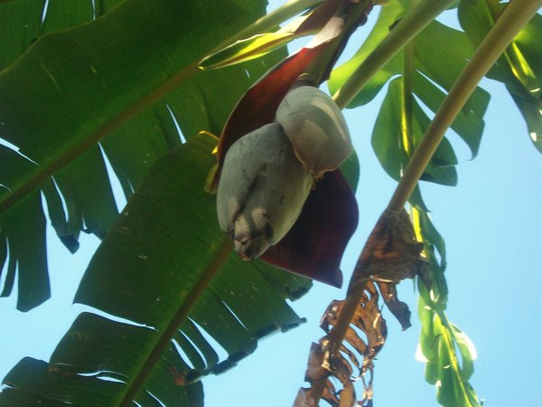 this is the flower of the banana tree