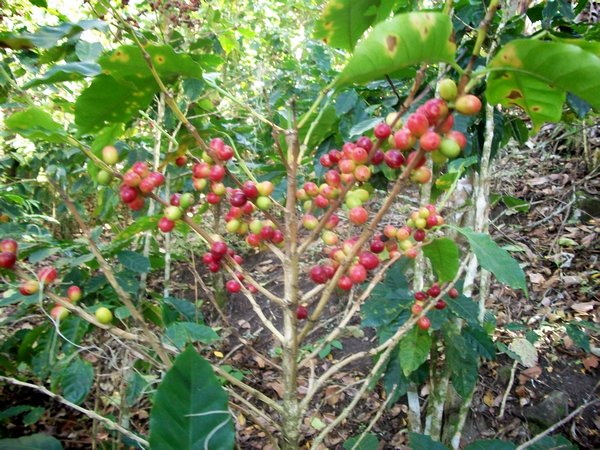 coffee trees
