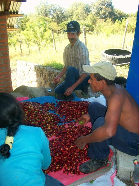 sorting the picked coffee berries