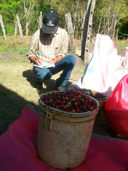 don hugo noting how much coffee the pickers picked