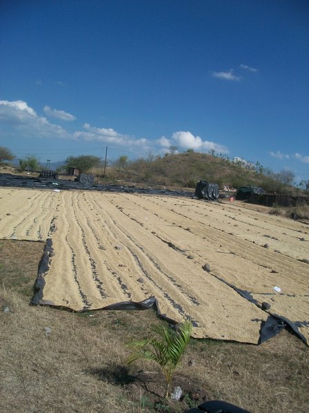 what looks like sand is really millions of pouds of cofee drying