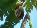 this is the flower of the banana tree