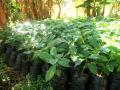 coffee nursury of new plants