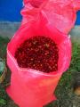 100 pound sacks of coffee berries