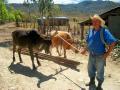 abuelo and some tiny bulls