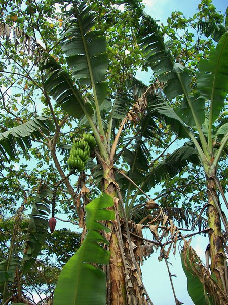 we took photos of banana trees, too