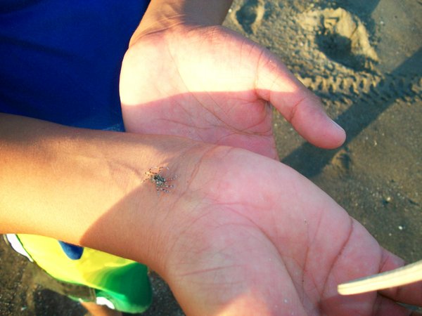 tiny sand crabs