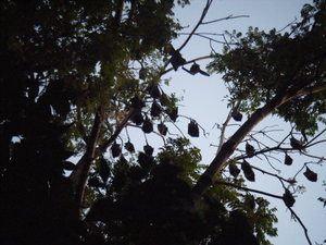 Flying Foxes ....