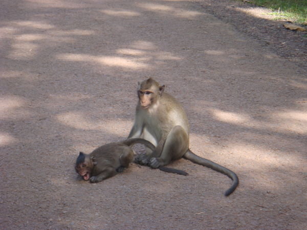 Angkor Wat monkeys!