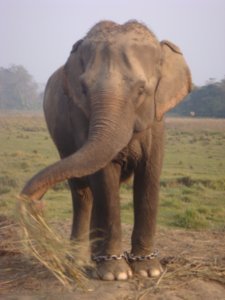 A working elephant