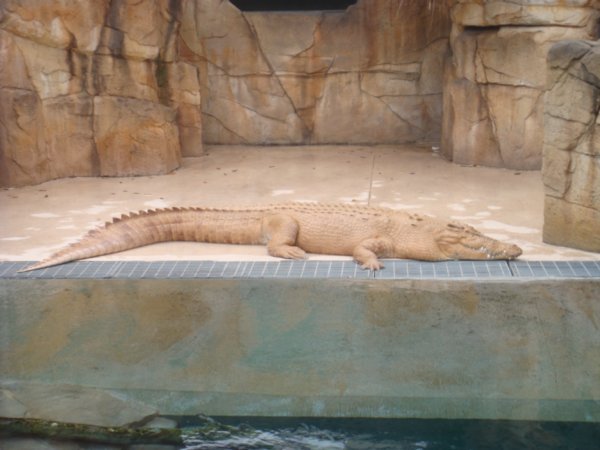 A white croc