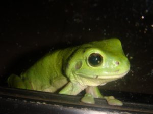 Froggie!!