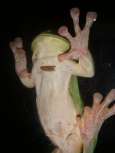 Froggie again!