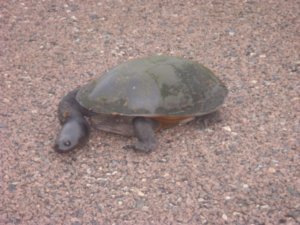 A long necked turtle on the road!!